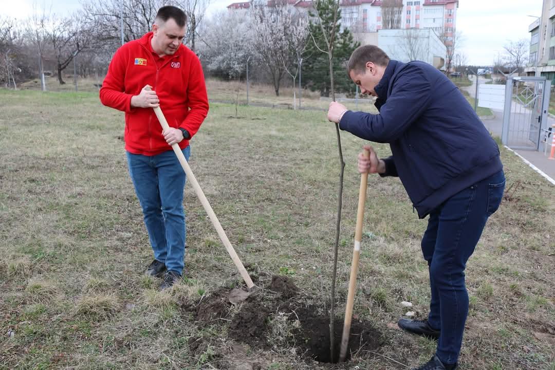 plantare copaci